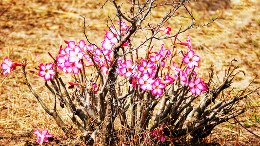 How to Care for a Desert Rose Plant
