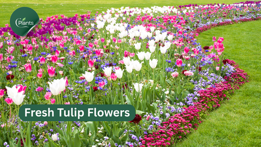 fresh tulip flower care - Cplants