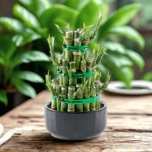 3-Tier Lucky Bamboo Plant Online
