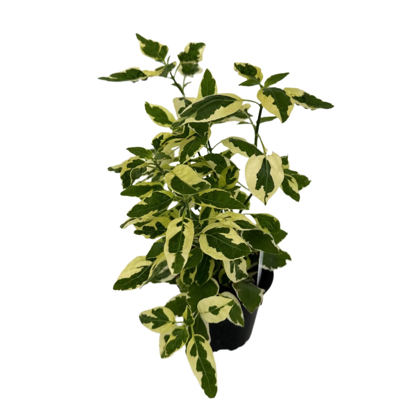 Asystasia Variegata
