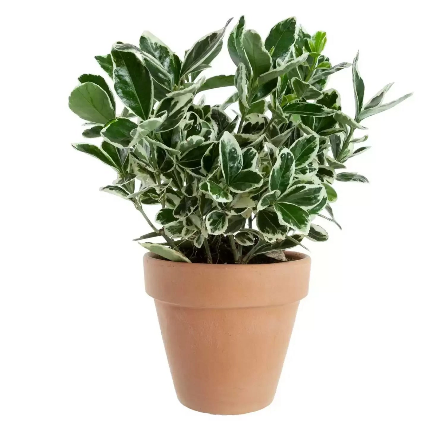 Evergreen Euonymus