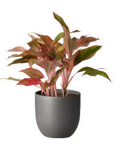 Aglaonema