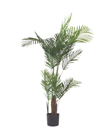 Areca Palm