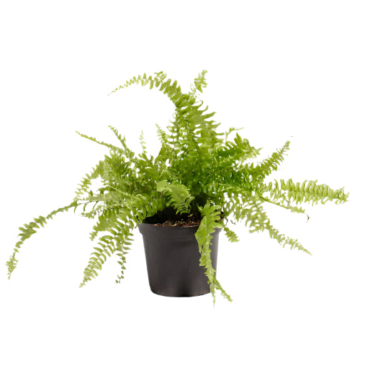 Boston Fern