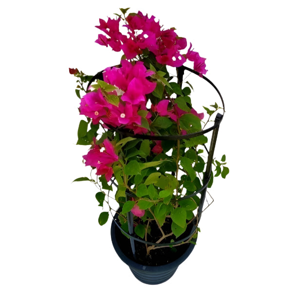 Bougainvillea Glabra