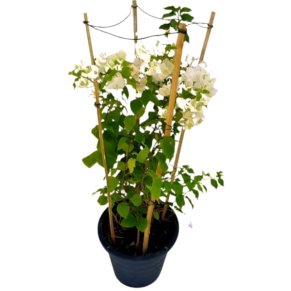 Bougainvillea Glabra