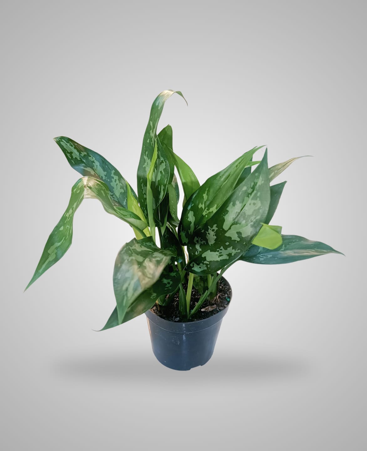 aglaonema maria light Aglaonema Maria - Table Plant