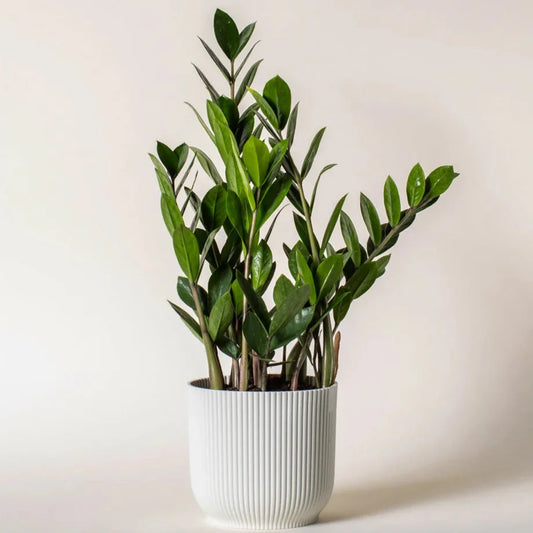 Zz (Zamioculcas zamiifolia)