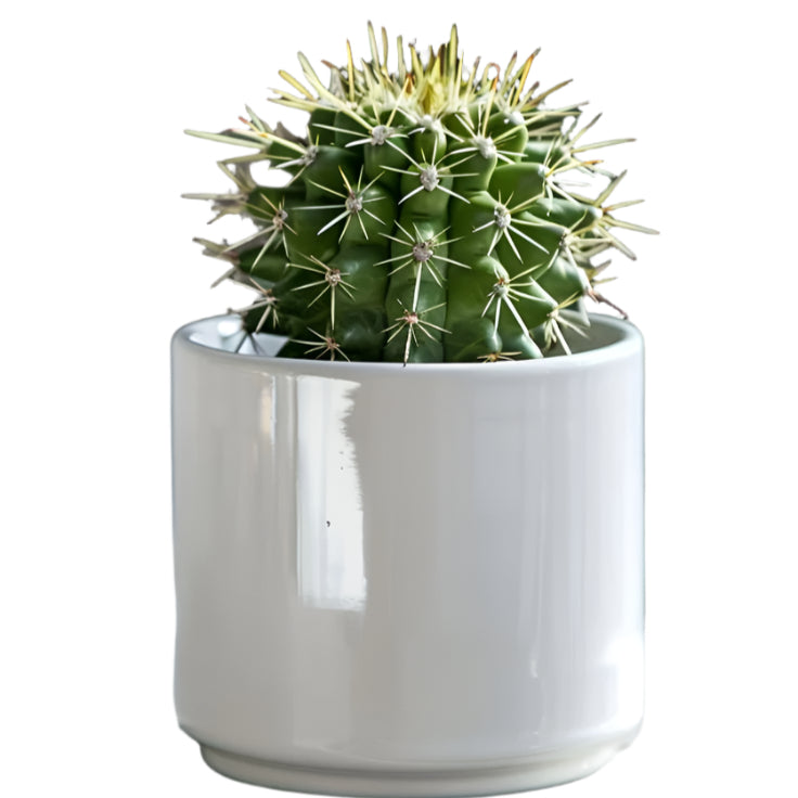 Cacti
