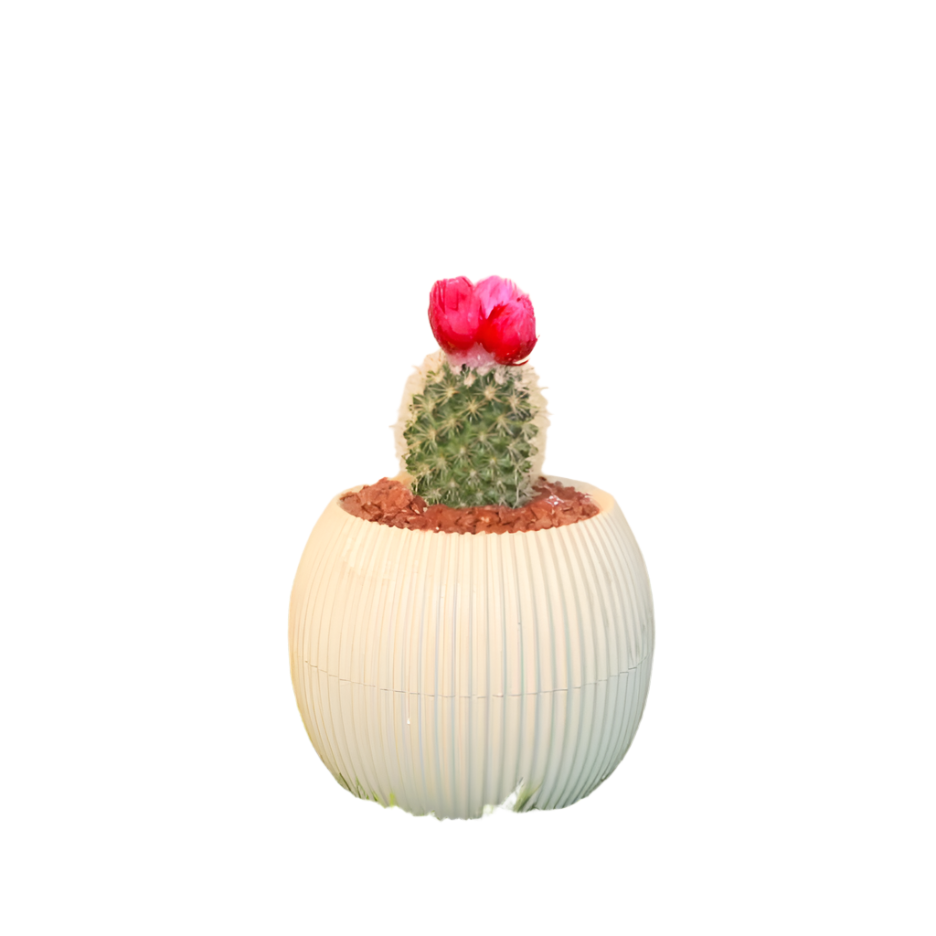 Cactus Dry Flower with Ball Pot
