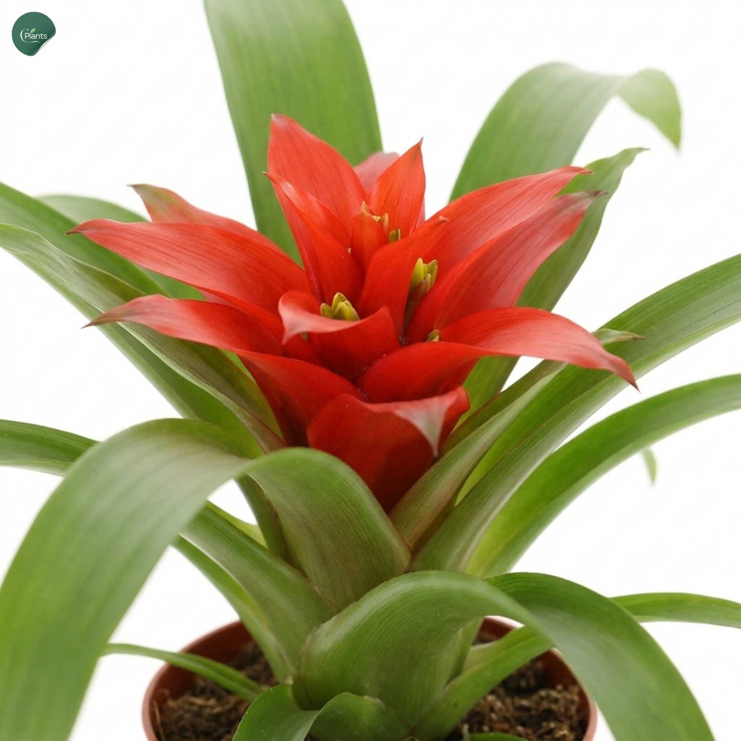 Colorful Guzmania Indoor Flowering Plant for Home Decor