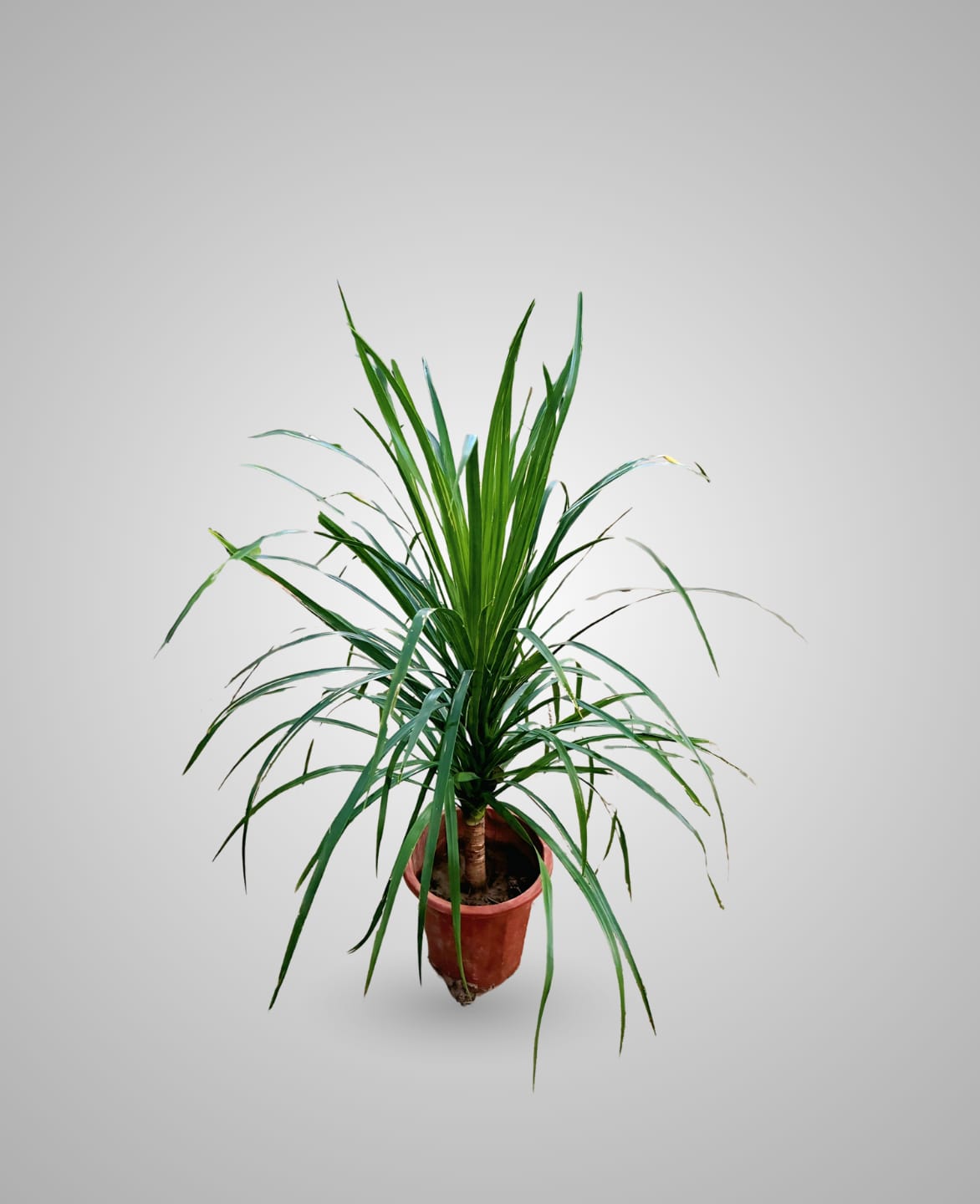 Dracaena (Dragon Tree)