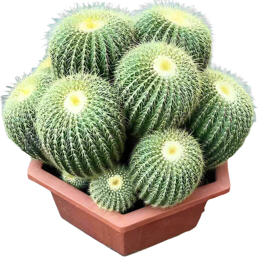 Golden Ball Cactus