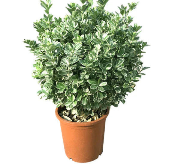 Evergreen Euonymus