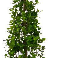 Ficus Panda Narrow Shape