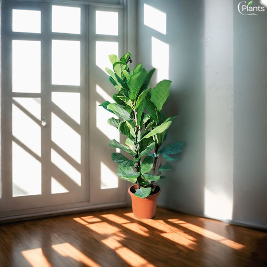 Fiddle Leaf Fig Plant Online