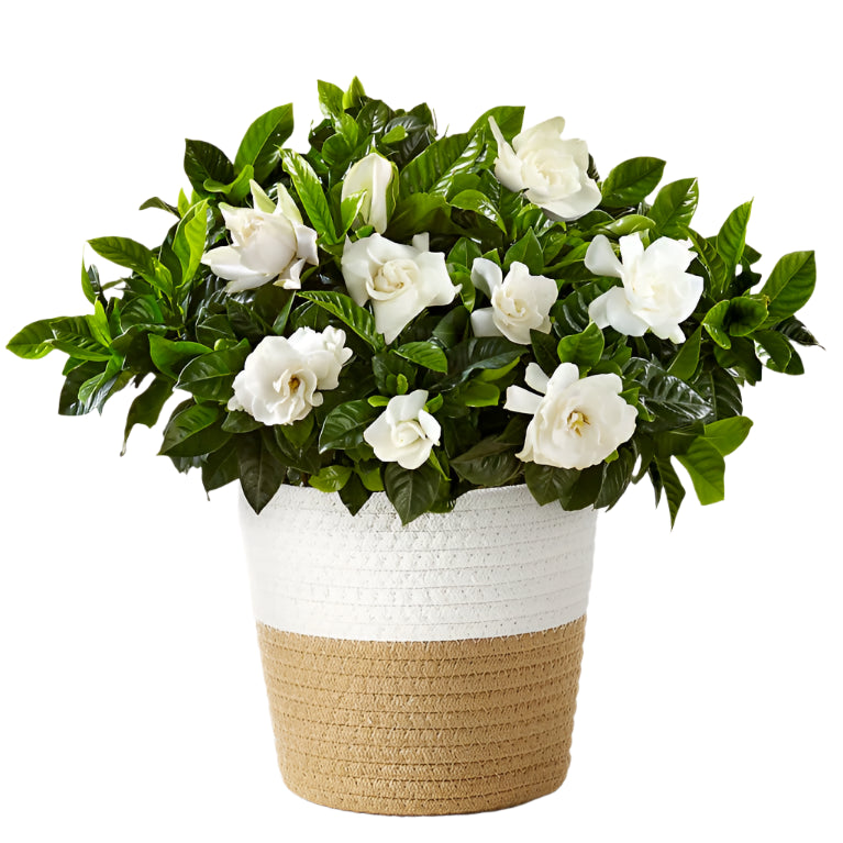 Gardenia
