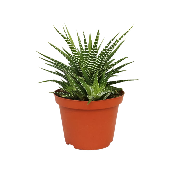 Haworthiopsis Fasciata - Zebra Plant