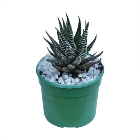 Zebra Cactus