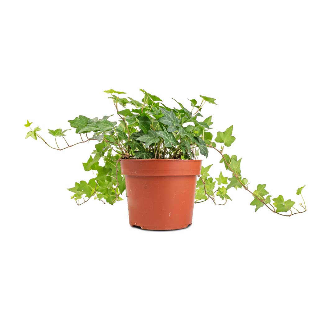 Ivy Plant (Hedera helix)