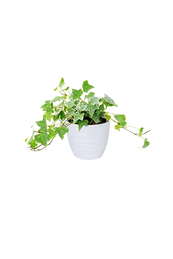 Ivy Plant (Hedera helix)