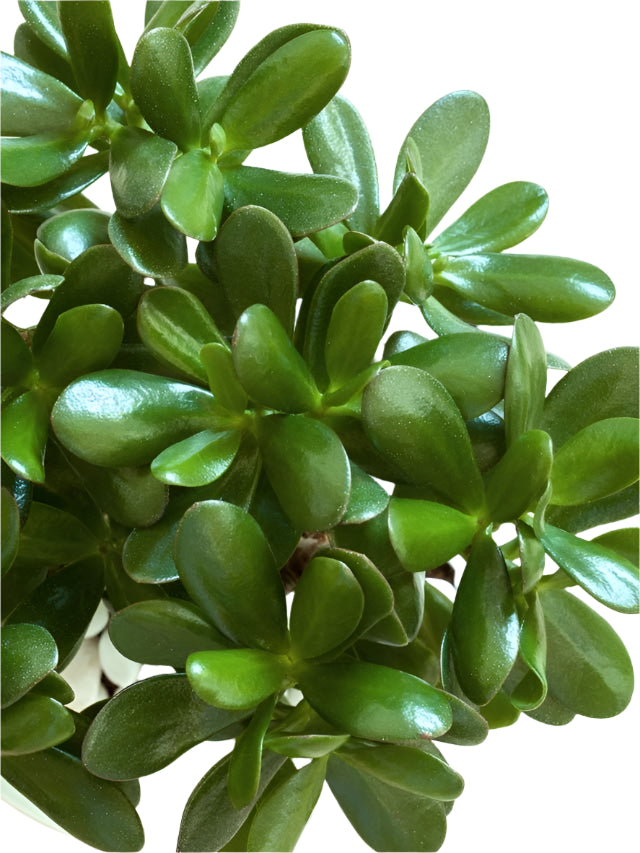Jade plant