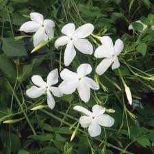 Jasminum Grandiflora