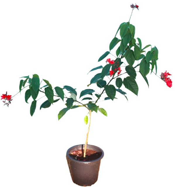 Jatropha Plant