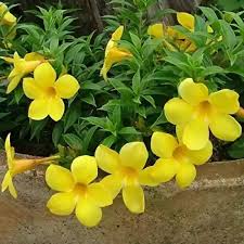 Mandevilla Yellow