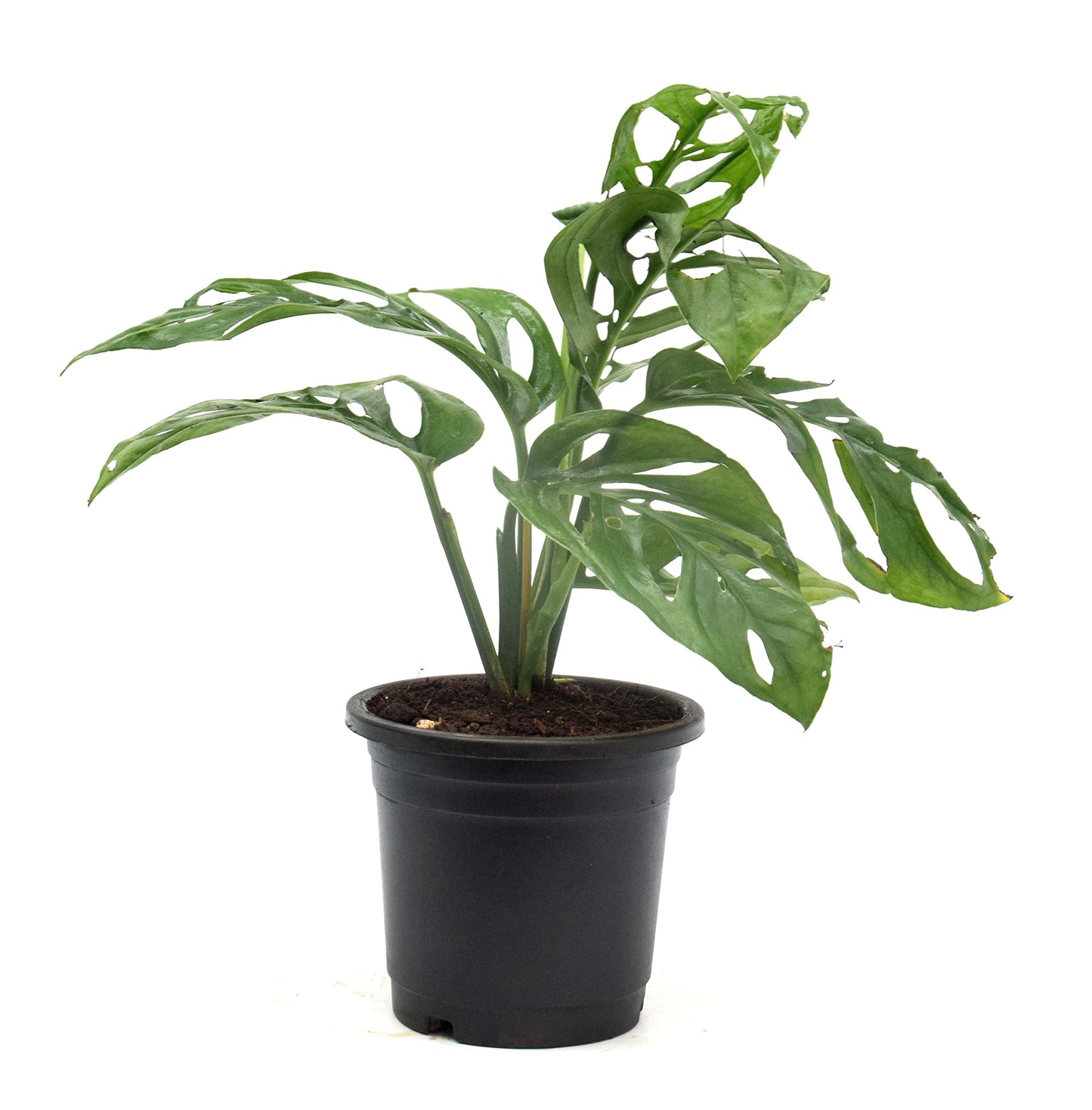 Monstera