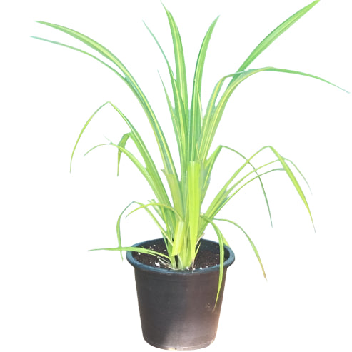 Pandanus Veriegated