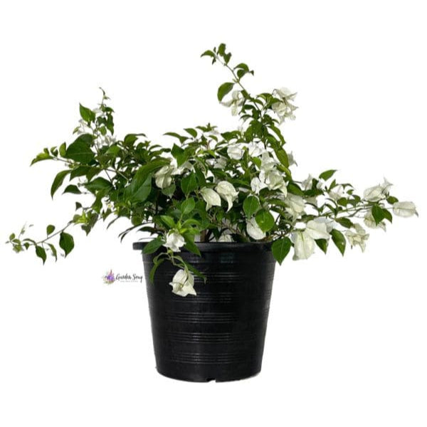 Bougainvillea Glabra