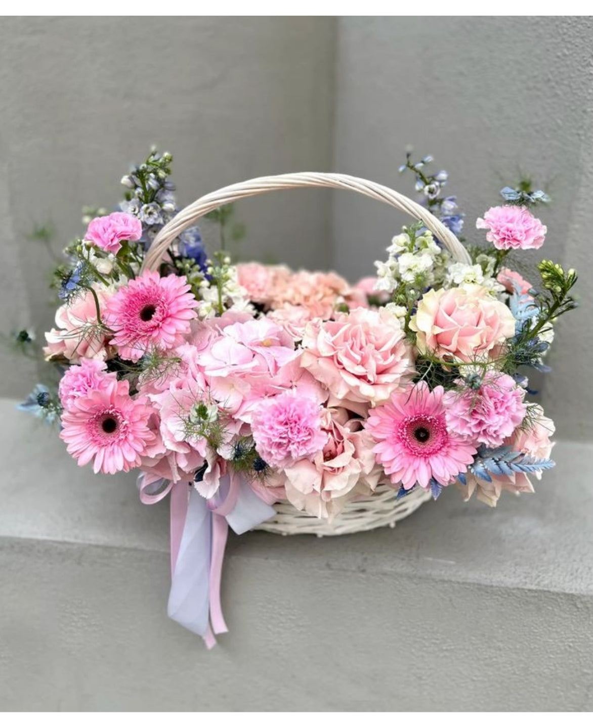 Pink Garbera