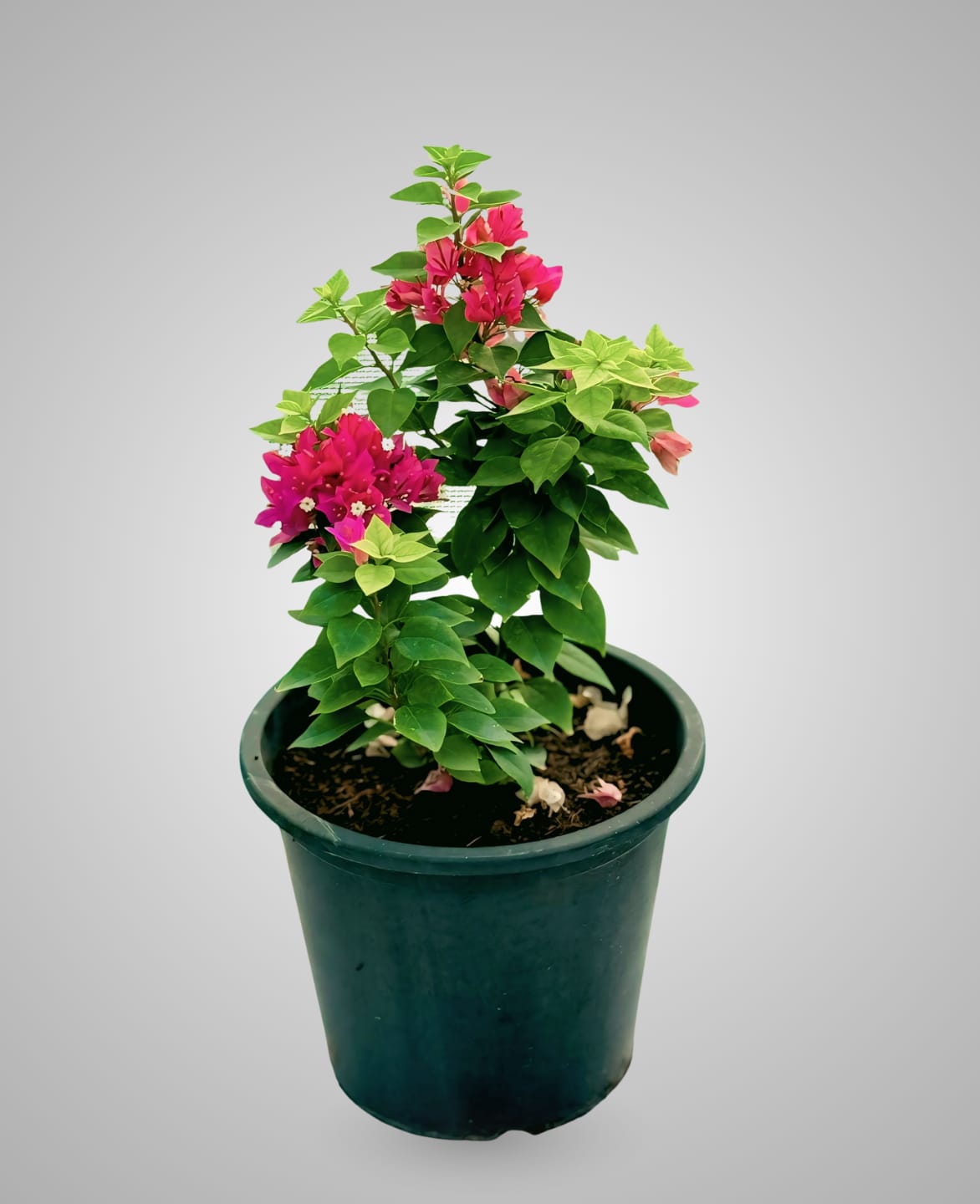 Pink Pixie Outdoor Flowering Plants-cplants.ae