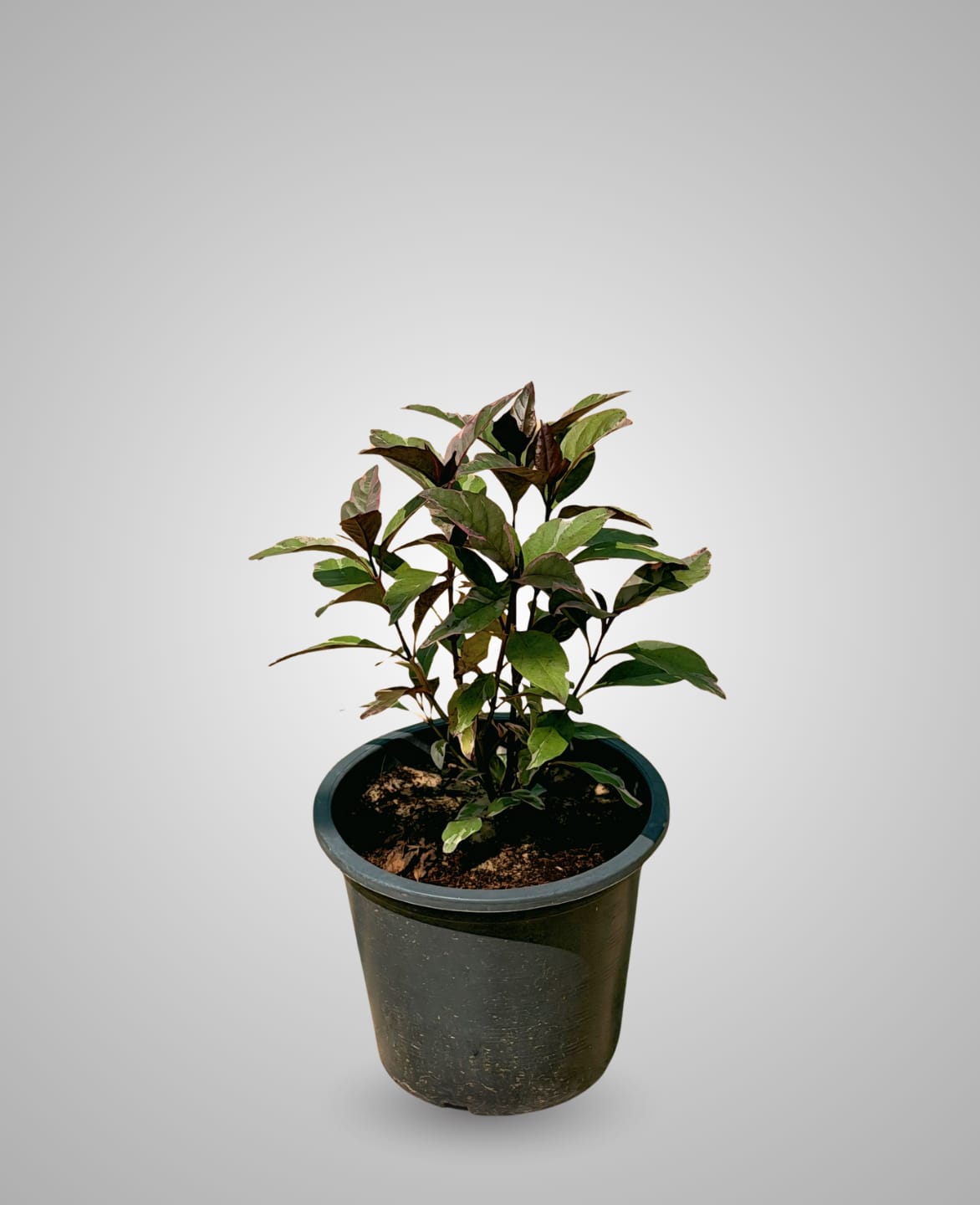 Eranthemum Outdoor Flowering Plant