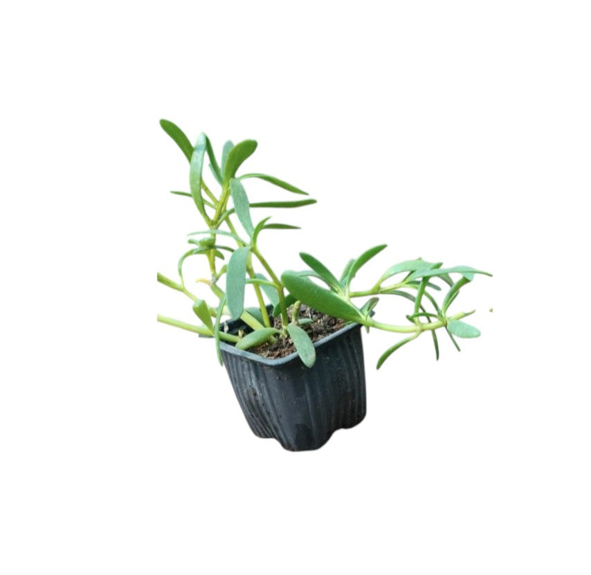 Sesuvium Green