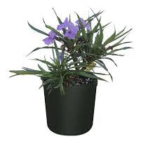 Ruellia Small