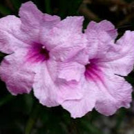 Ruellia Small