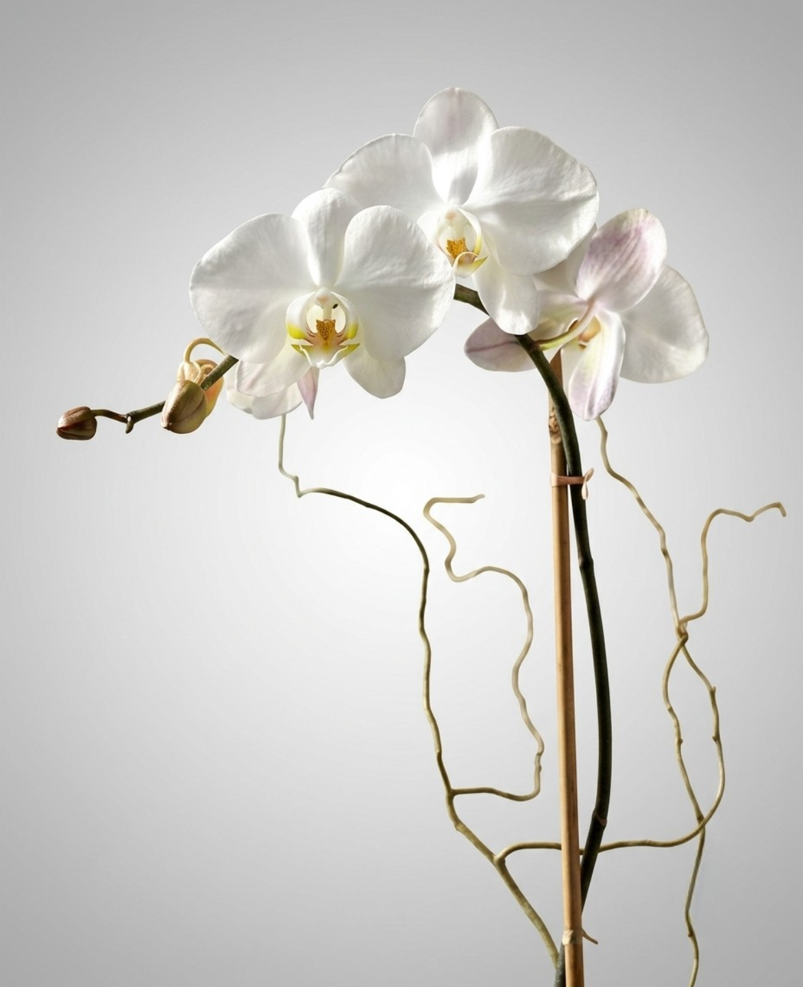 Shop the Single Stem Phalaenopsis Orchid at CPlants Dubai suitable for home, office and gift