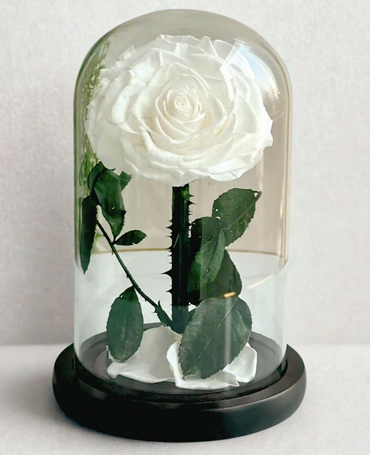 Single White Infinity Rose