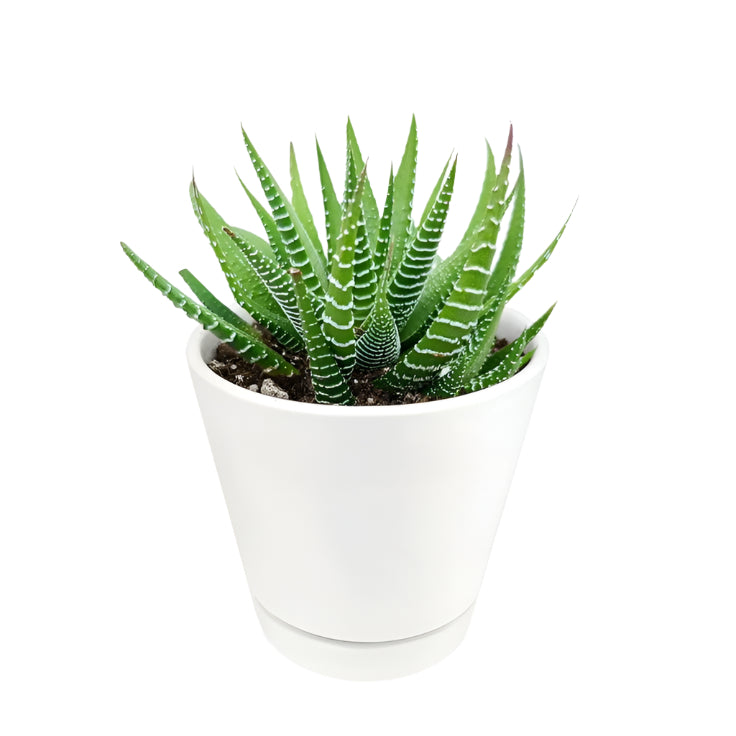 Haworthiopsis Fasciata - Zebra Plant