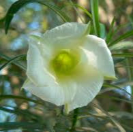 White Thevetia Peruviana