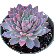 Violet Queen