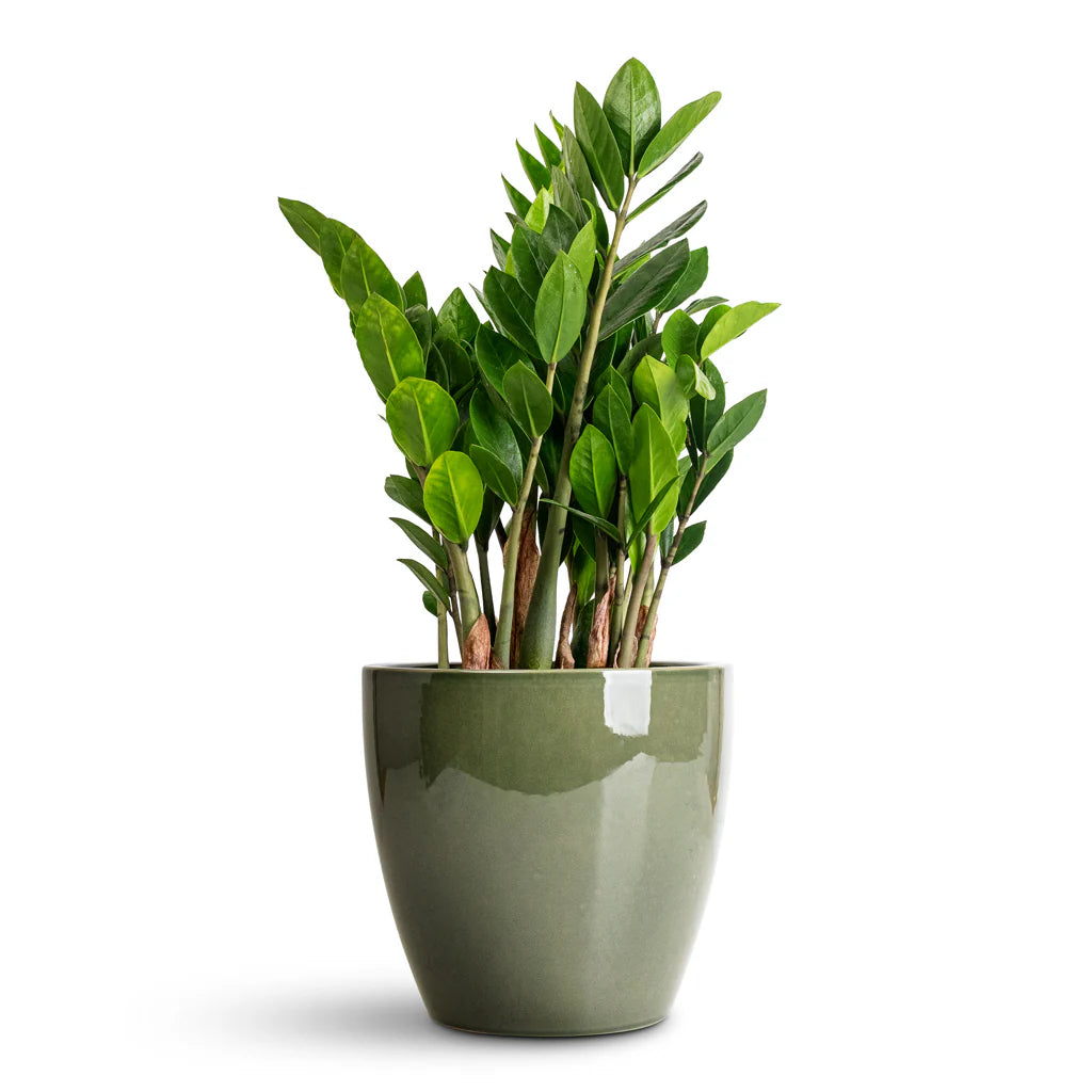 Zz (Zamioculcas zamiifolia)