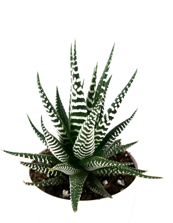 Haworthiopsis Fasciata - Zebra Plant