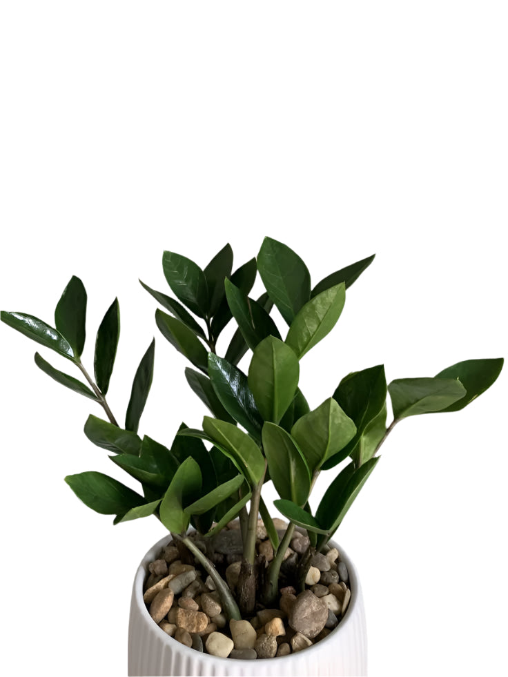 Zamioculcas zamiifolia - ZZ Plant