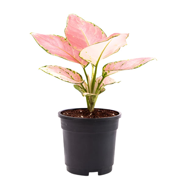 Aglaonema