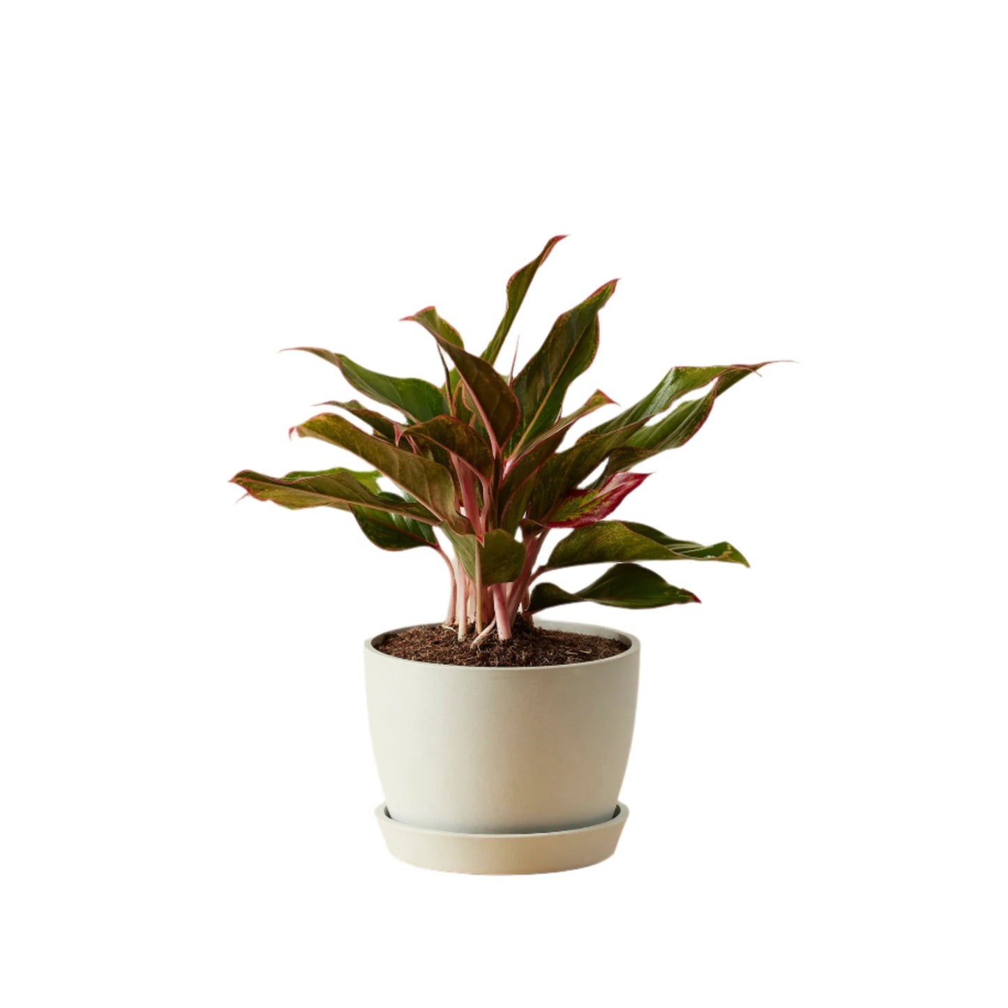 Aglaonema