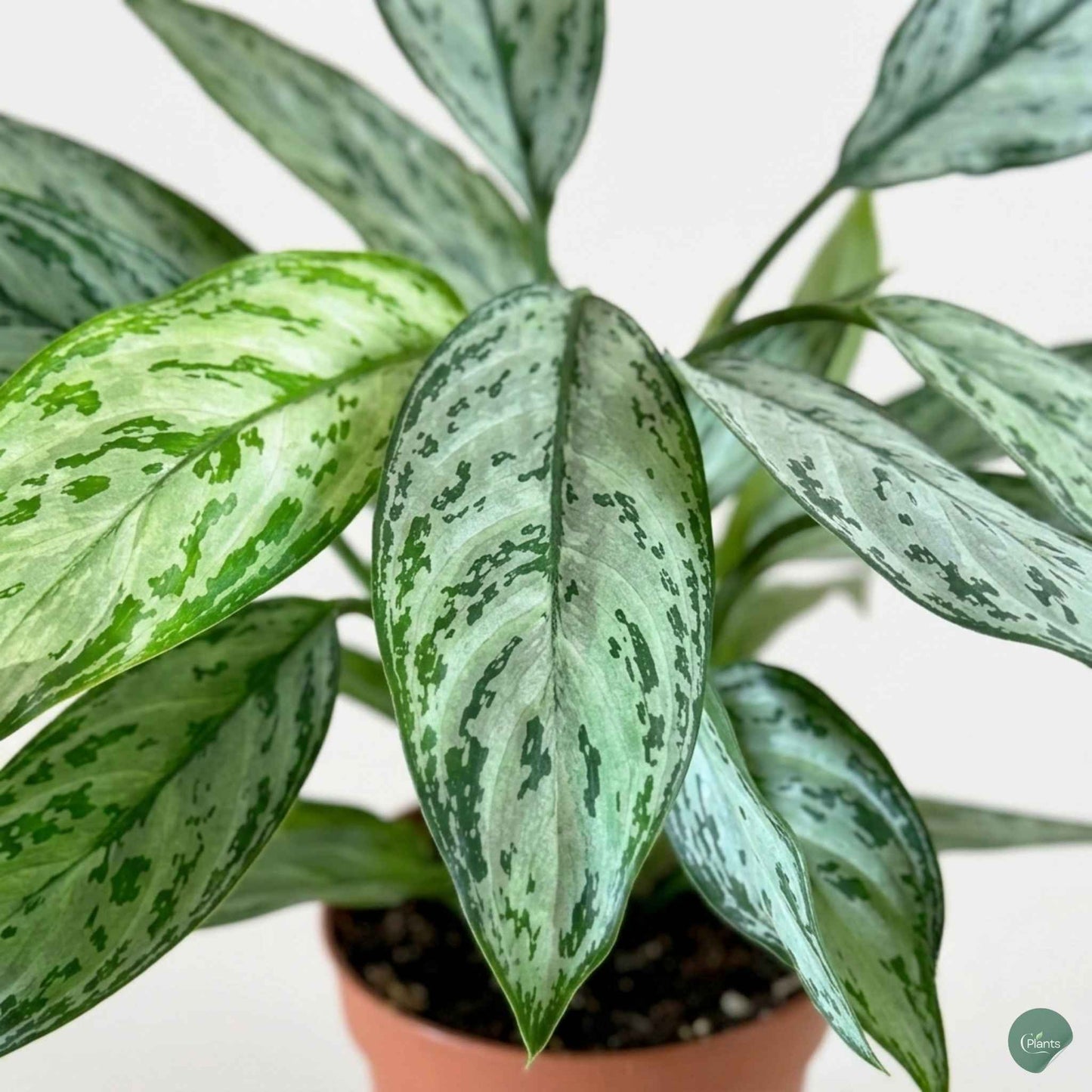Air purifying Aglaonema Silver Queen office plant UAE