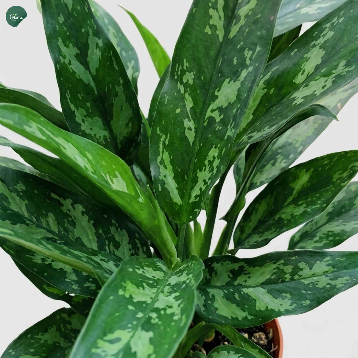 Aglaonema Maria Office Plant Dubai UAE
